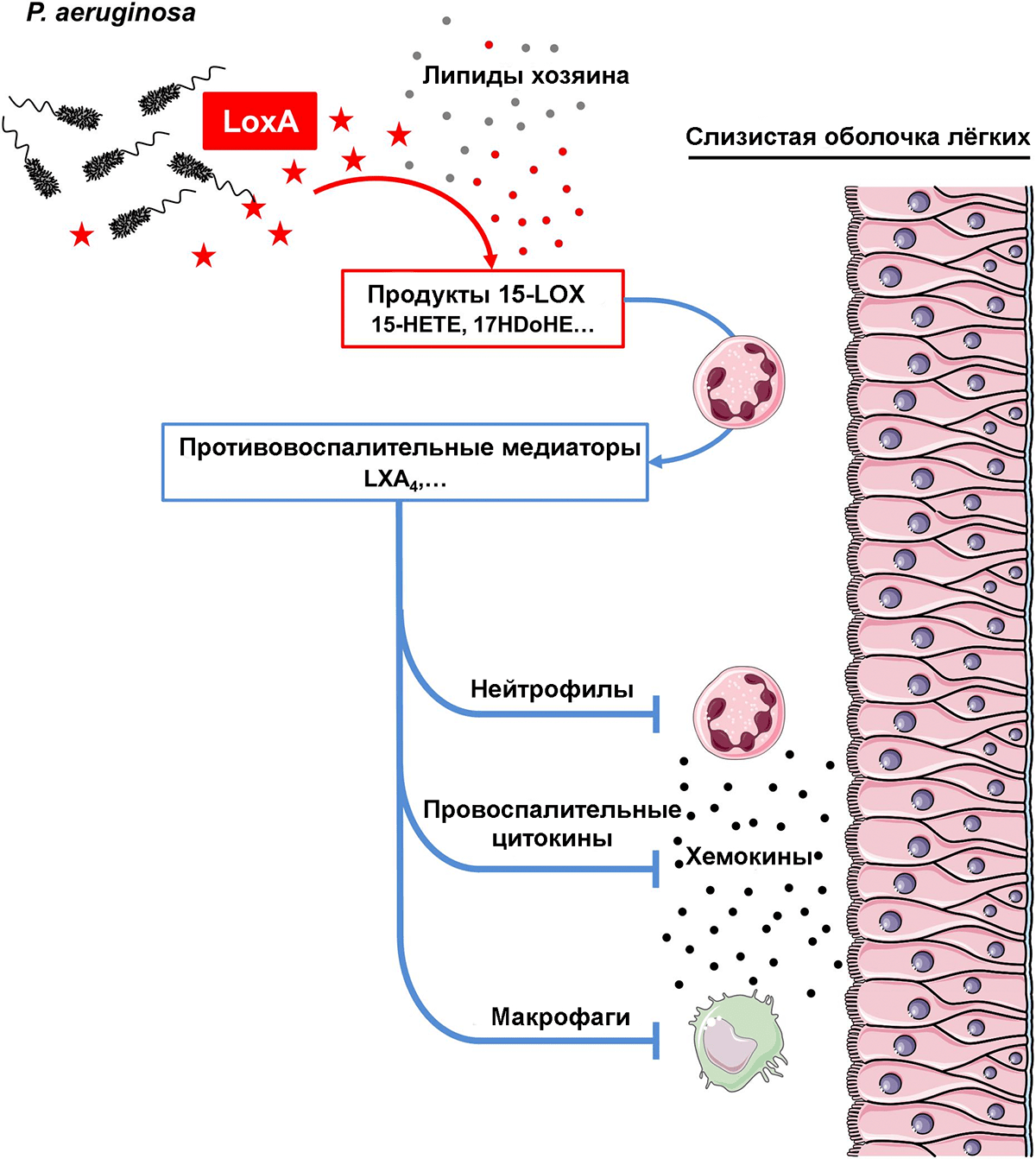 Синтез основ. Липоксигеназы. Липоксигеназа катализирует. Действие липоксигеназы. Нейтрофилы механизм действия.