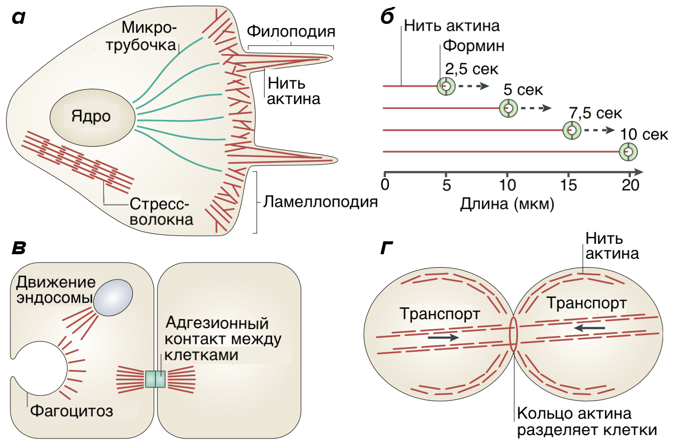 Нити белка. Ламеллоподии. Синтез актина в клетке. Actin. В биологии в клетке. Актин в делении клеток.