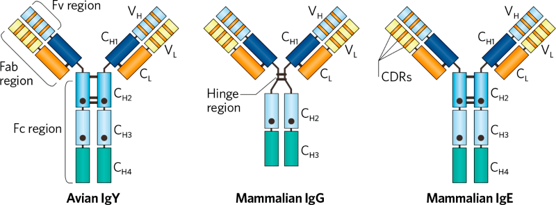 Ige и igg