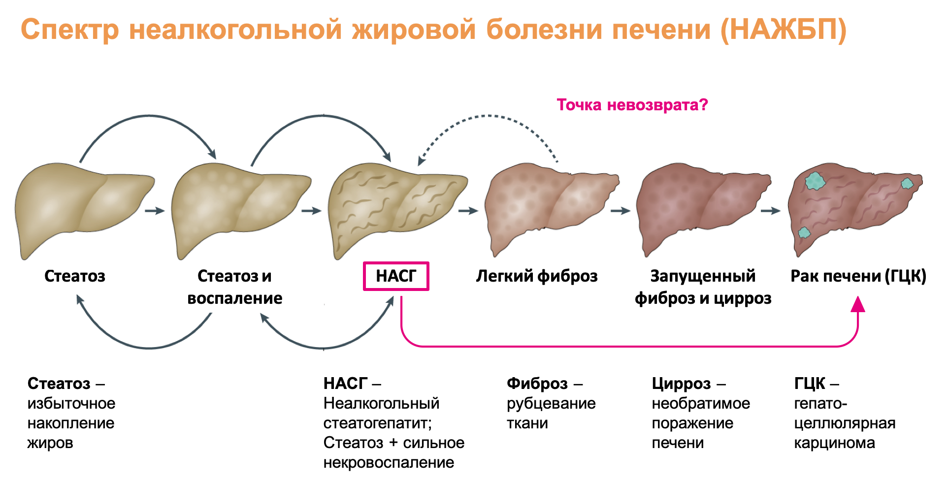 Алкогольный Цирроз Печени Фото