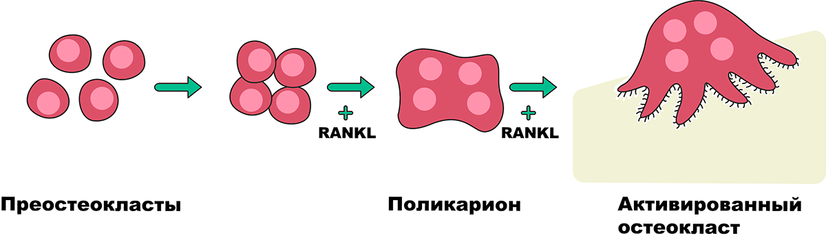 Слияние клеток