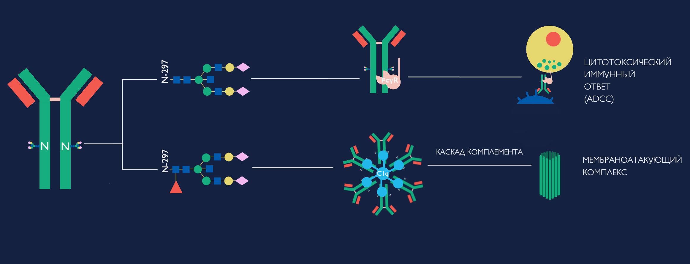 Выработка антигенов. Антитела к антигену иммуноглобулина g. Схема антиген антитело. Иммунный ответ иммуноглобулины. Фазы образования комплекса антитело антиген.
