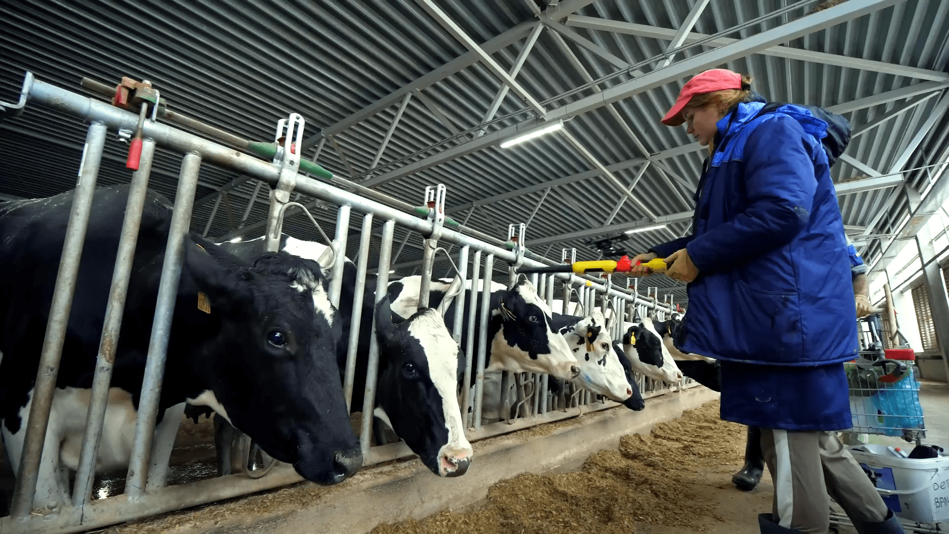 Ооо агро раздолье новошешминск. Пастбища подмосковье. Козёл в зоопарке. Shape z farm white color. Козы в зоопарке.