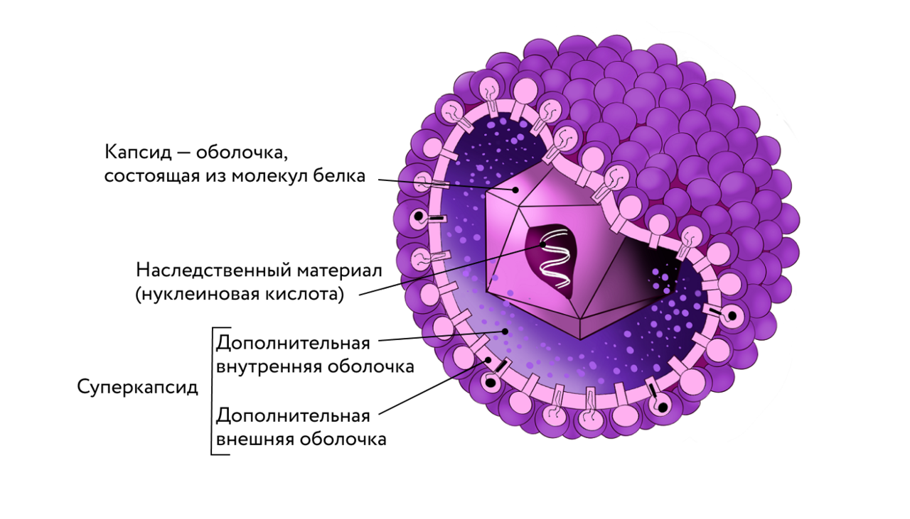 На рисунке изображен вирус. Ветряная оспа строение вируса. Внутреннее строение вируса. Строение вирусной клетки. Строение вируса рисунок.