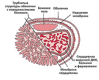 Вирус оспы рисунок