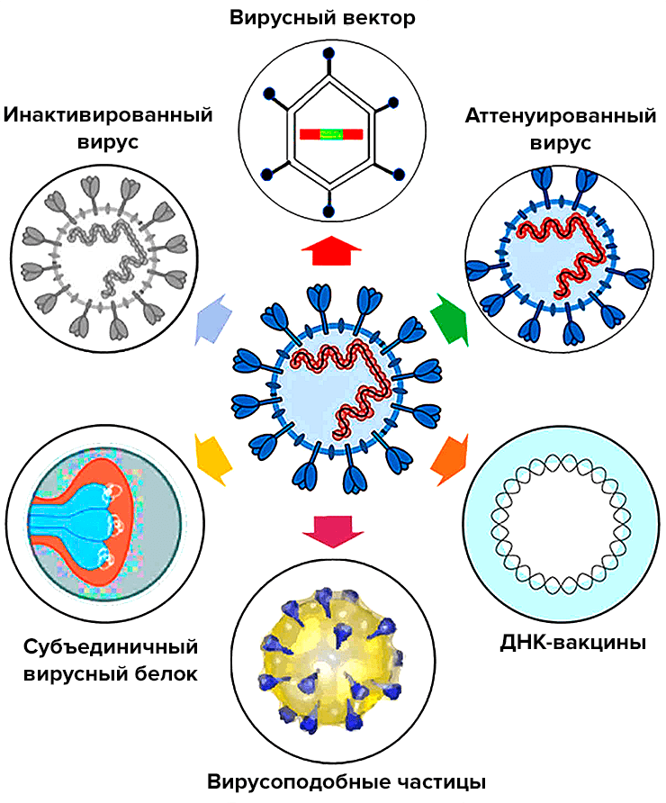 Действие вакцин. Схема действия вакцины. Вакцина против SARS-cov-2. Формула вакцины от коронавируса. Принцип работы вакцины от коронавируса.