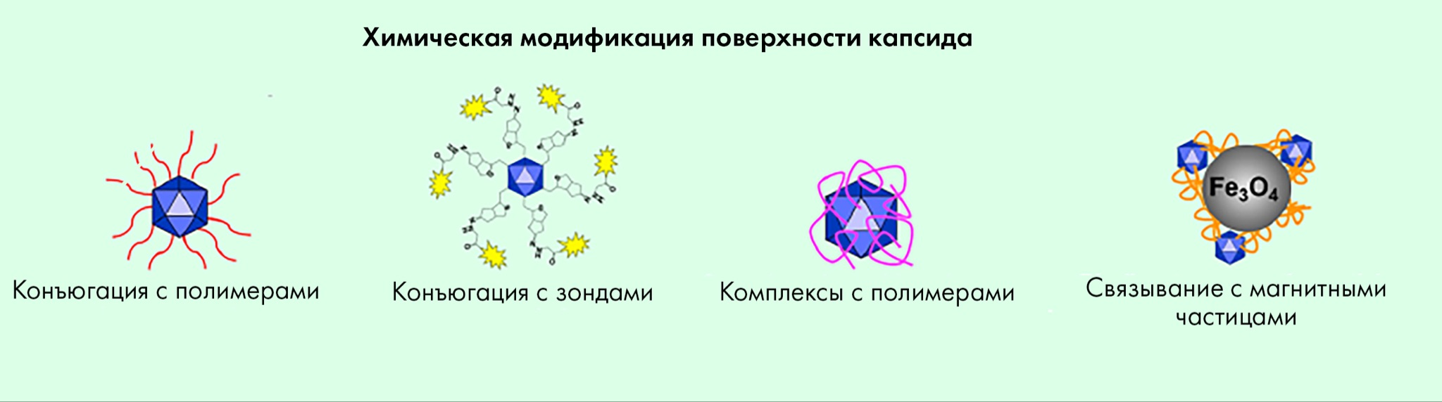 Химическая модификация. Принцип химического модифицирования. Капсид AAV. Структура капсида AAV. Капсид AAV антитело.