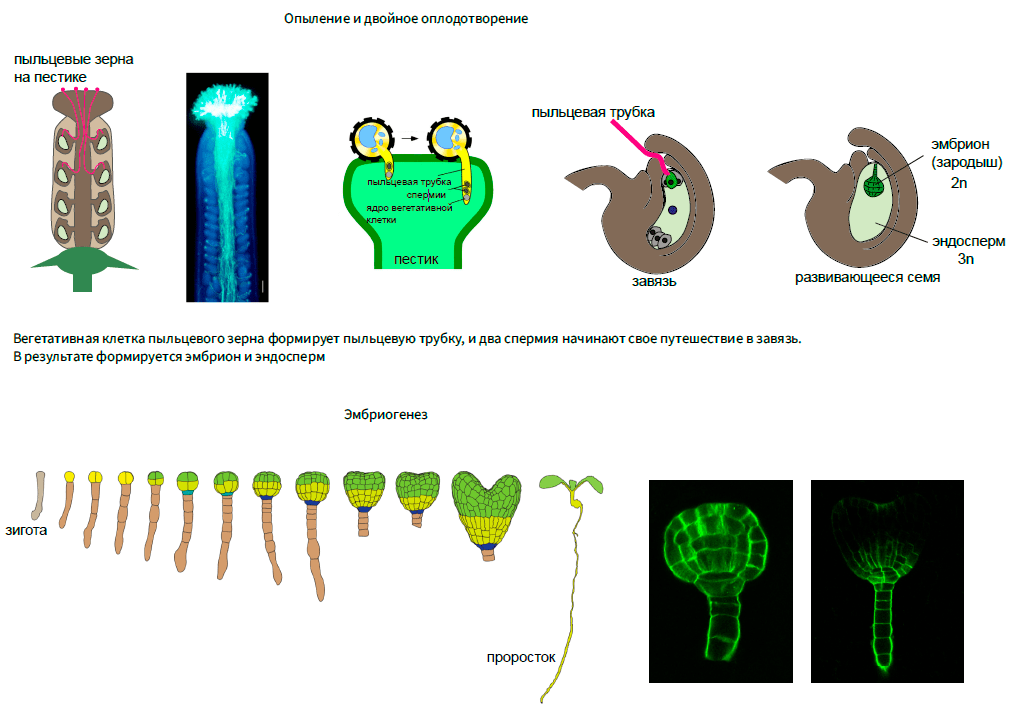 Схема развития мужского гаметофита у цветковых растений. Рис 89 оплодотворение у цветковых растений. Схема двойного оплодотворения у растений. Схема двойного оплодотворения у покрытосеменных растений. Схема двойного оплодотворения у цветковых растений 6 класс биология.