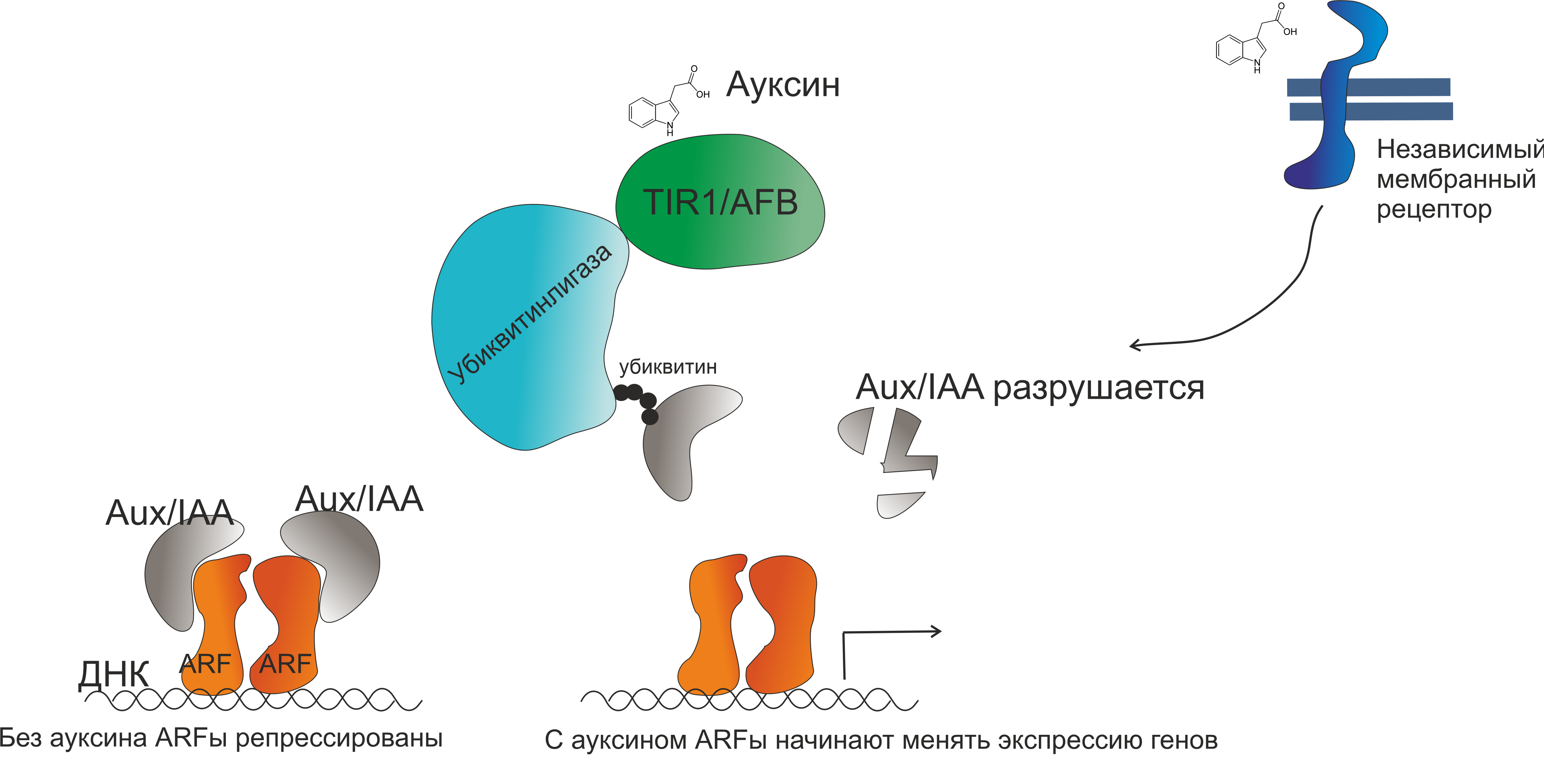 Та 65 Активатор Теломеразы Купить