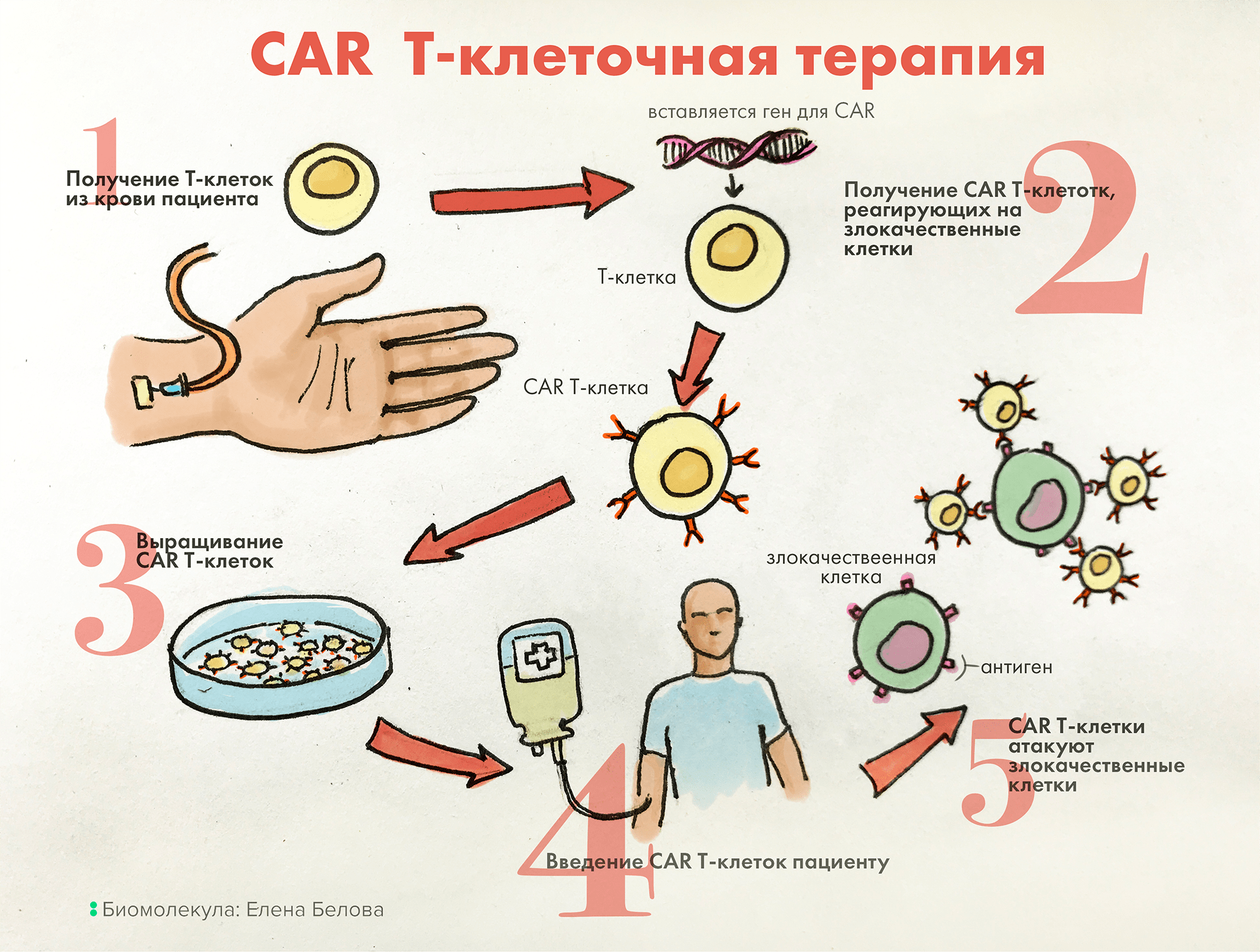 Стволовые клетки и их применение в медицине презентация