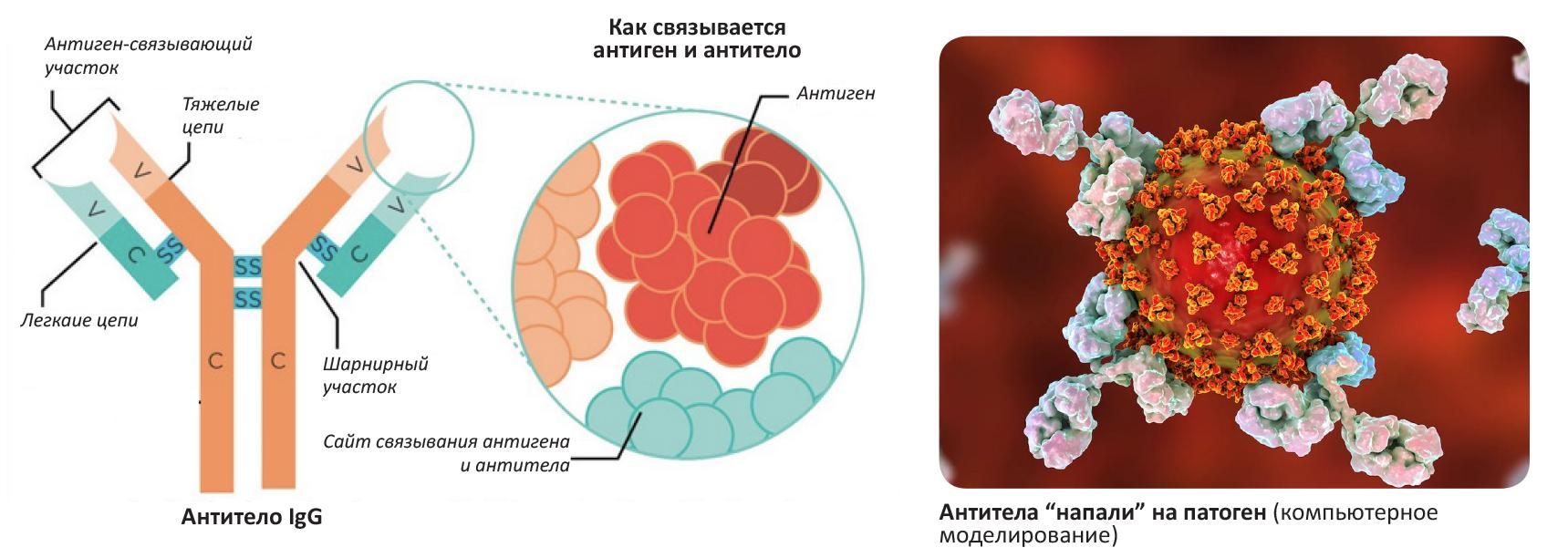 Антиген антитело что это. Комплекс антиген антитело. Комплекс антиген антитело схема. Механизм взаимодействия антигена с антителом микробиология. Реакция антиген антитело.