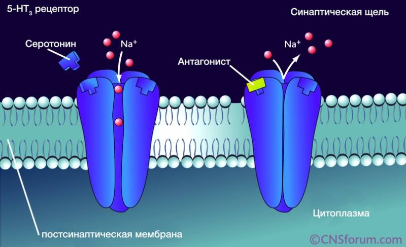 Рецепторы формирующие ионные каналы их строение примеры