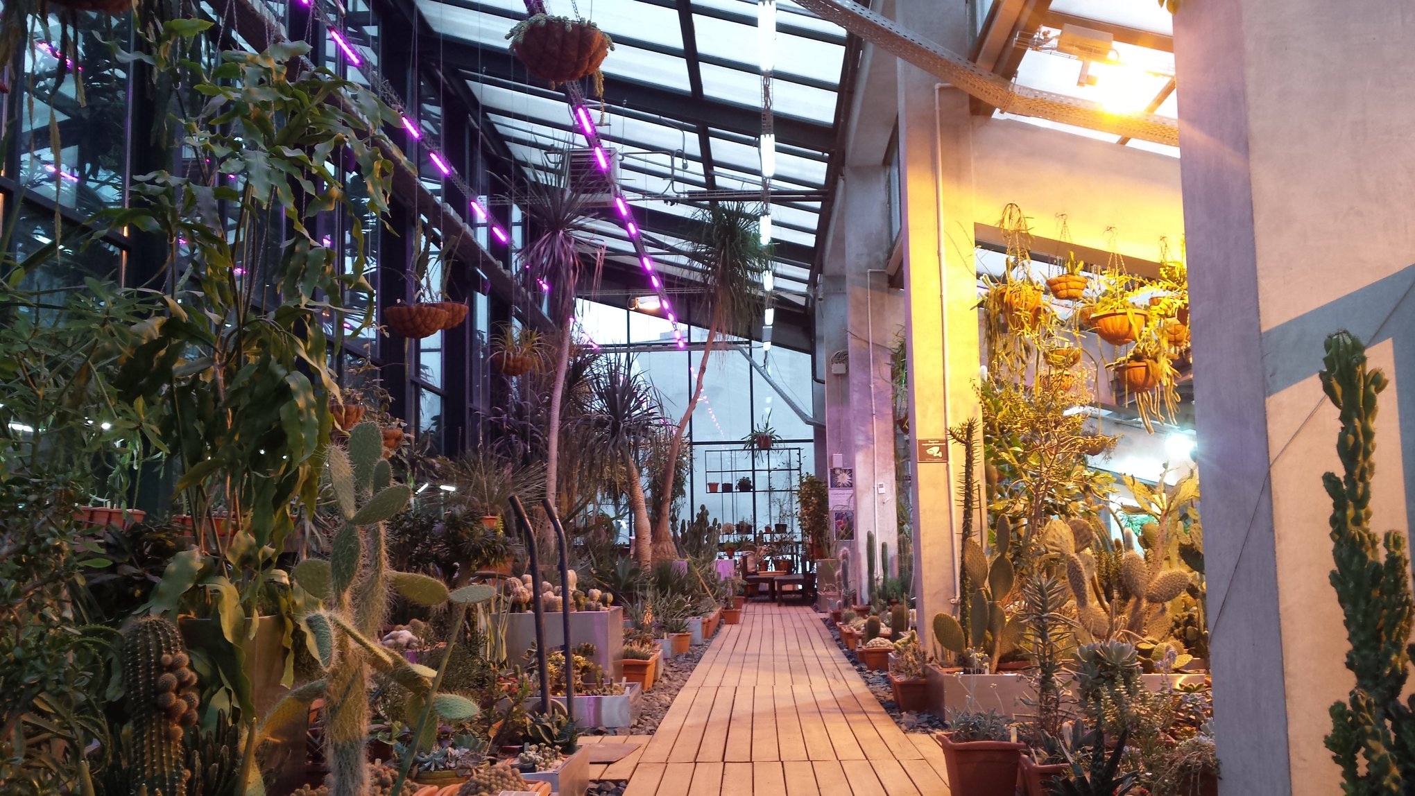 Ботанический сад центр москвы. Москва ботанический сад мгу аптекарский огород. Сад мгу аптекарский огород. Ботанический сад центр москвы. Ботсад мгу аптекарский огород.