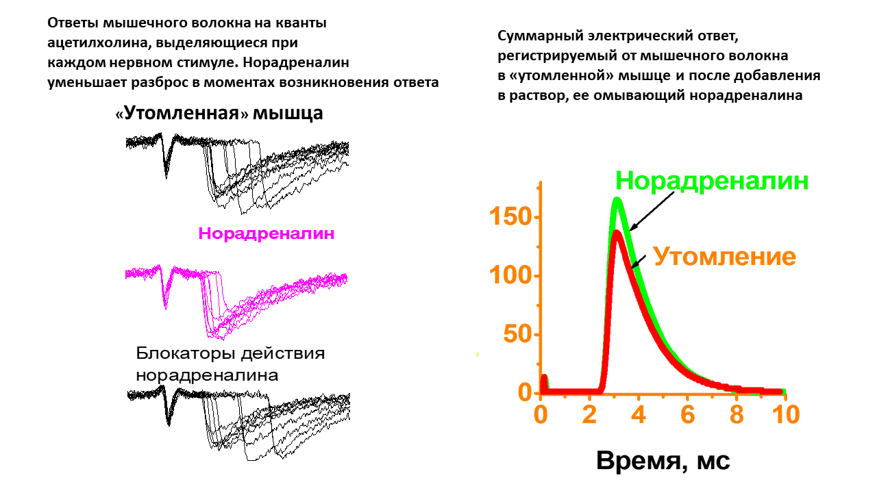 Электрический ответ. Механизм снижения частоты сердечных сокращений норадреналин. Влияние норадреналина график. Блокатор адреналина и норадреналина. Миограмма гладкой мышцы.