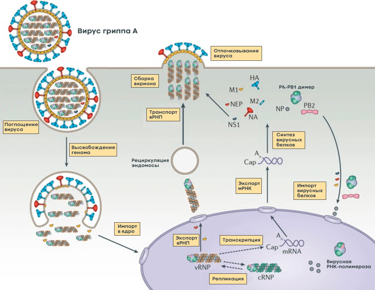 Механизм вируса. Этапы жизненного цикла вируса гриппа. Схема жизненного цикла вируса гриппа. Схема репликации вируса гриппа. Схема жизненного цикла вируса бешенства.