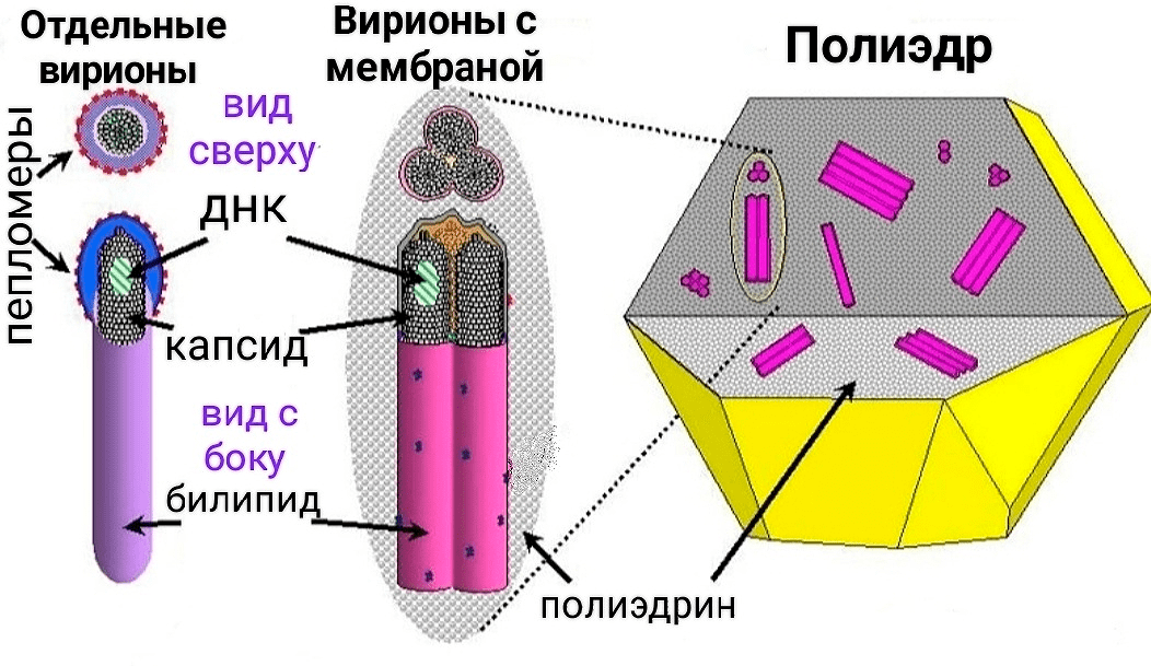 вирус эпштейна-барр инфекционные болезни. строение вируса рисунок. вирус ядерный. вирус ядерный. вич инфекция в полости рта.